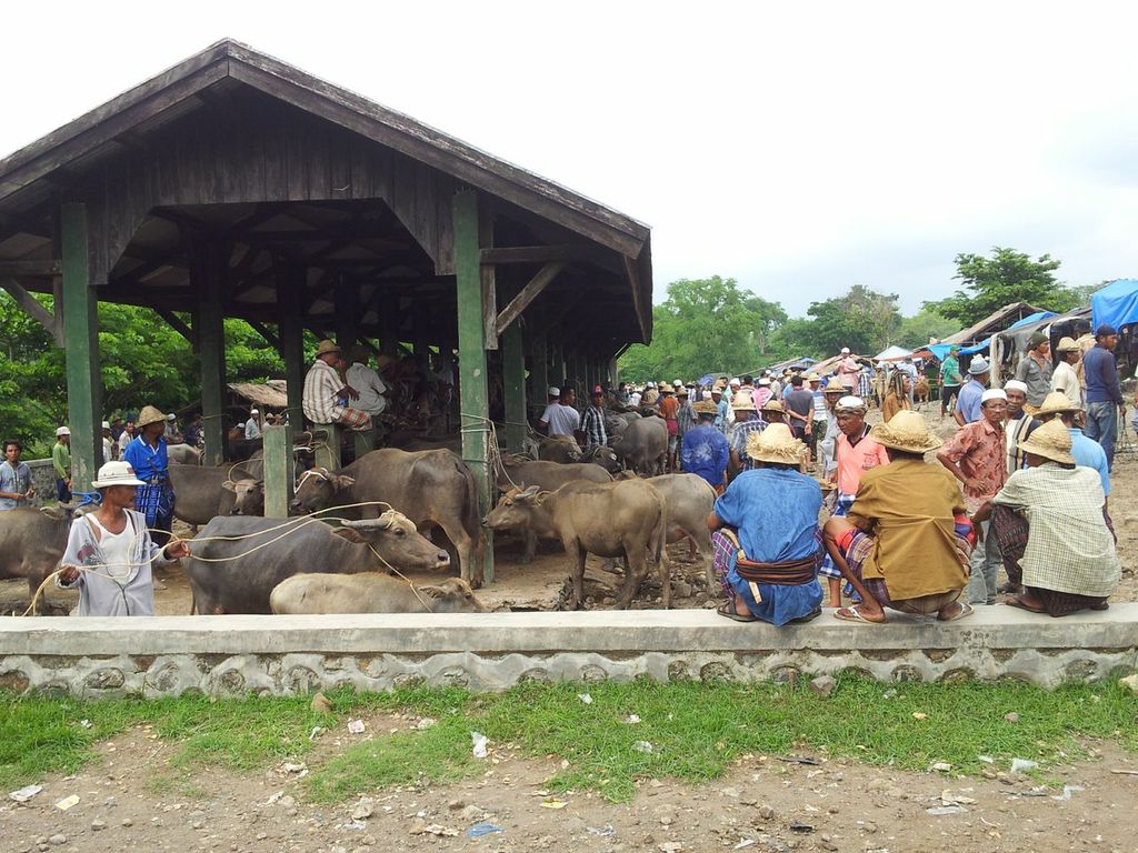 Rethinking Indonesia’s beef self-sufficiency agenda