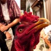 Images of the cockfight in Aceh