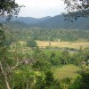 Seeing the forests for the trees