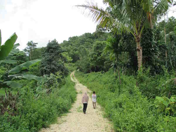 The budget for this new road expired before the work was finished. There is not much traffic on such a dead end road and weeds take over again -  Jacqueline Vel, Sumba, April 2015.