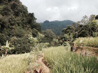 Kasepuhan have been clearing and cultivating patches of forest for centuries - Dean Yulindra Affandi