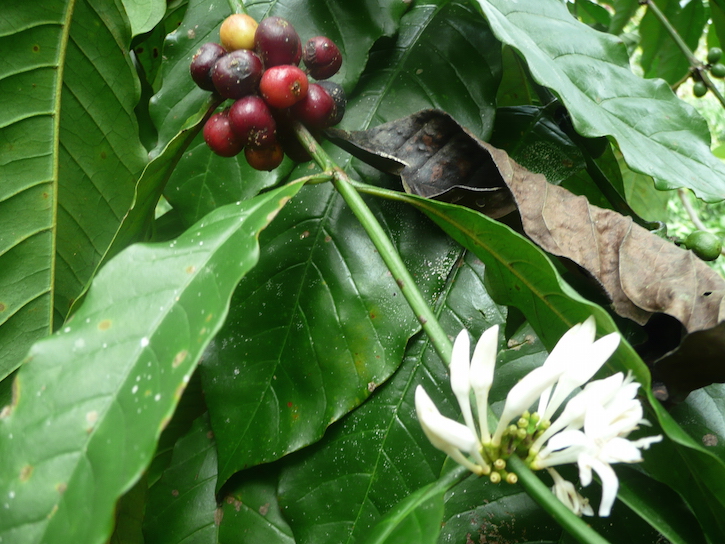 Coffee tree in Lampung province - Ron Cörvers