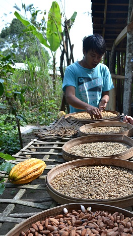 Satri coffee plantation - Astrid Offermans