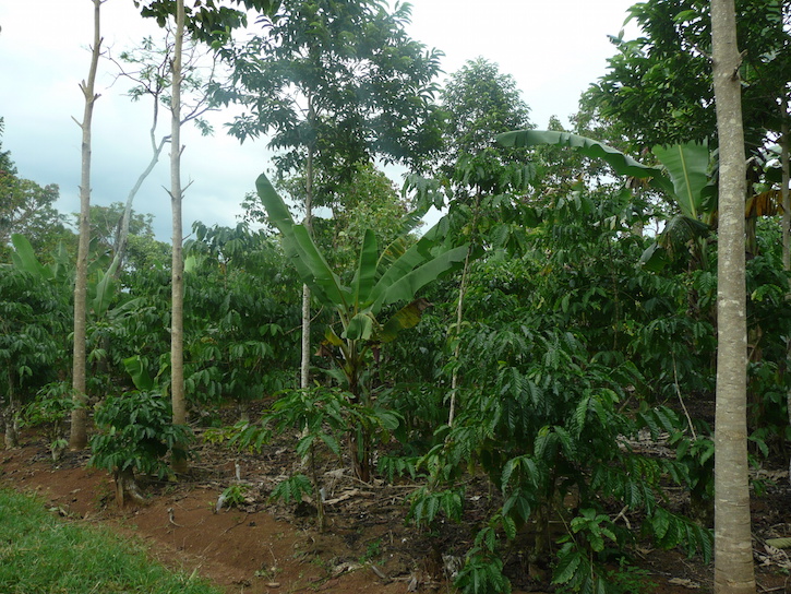 Coffee tree in Lampung province - Ron Cörvers