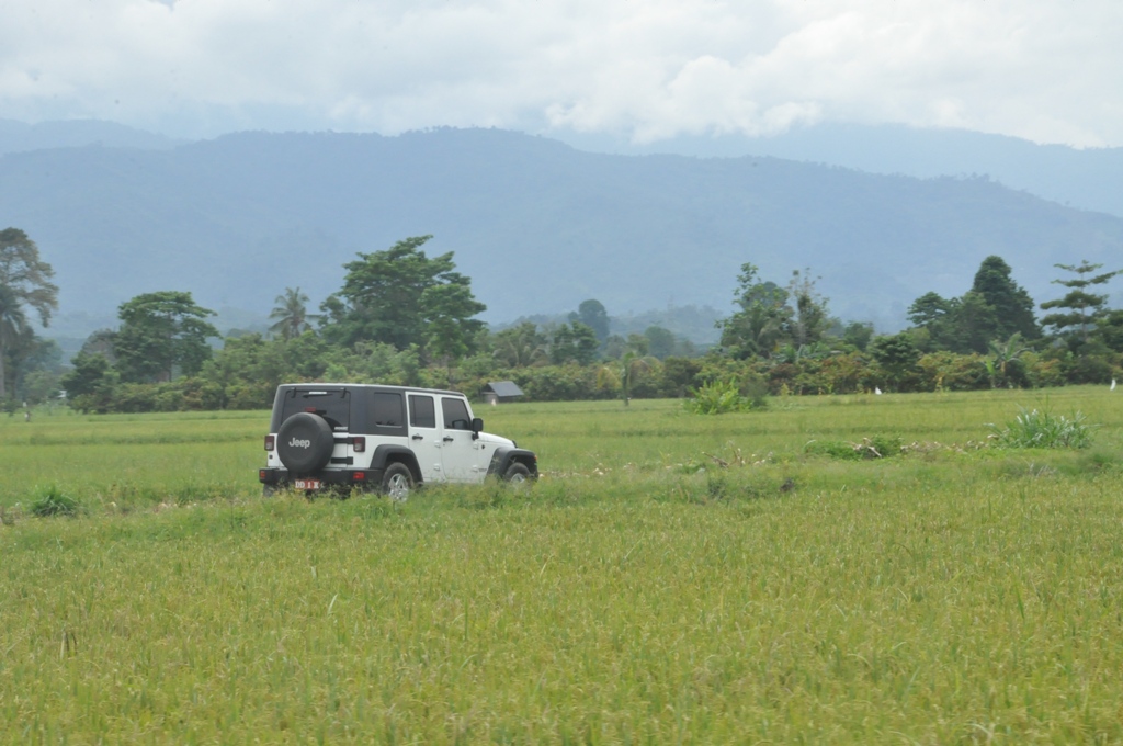 A car drives along a concrete road among tall crop fields.