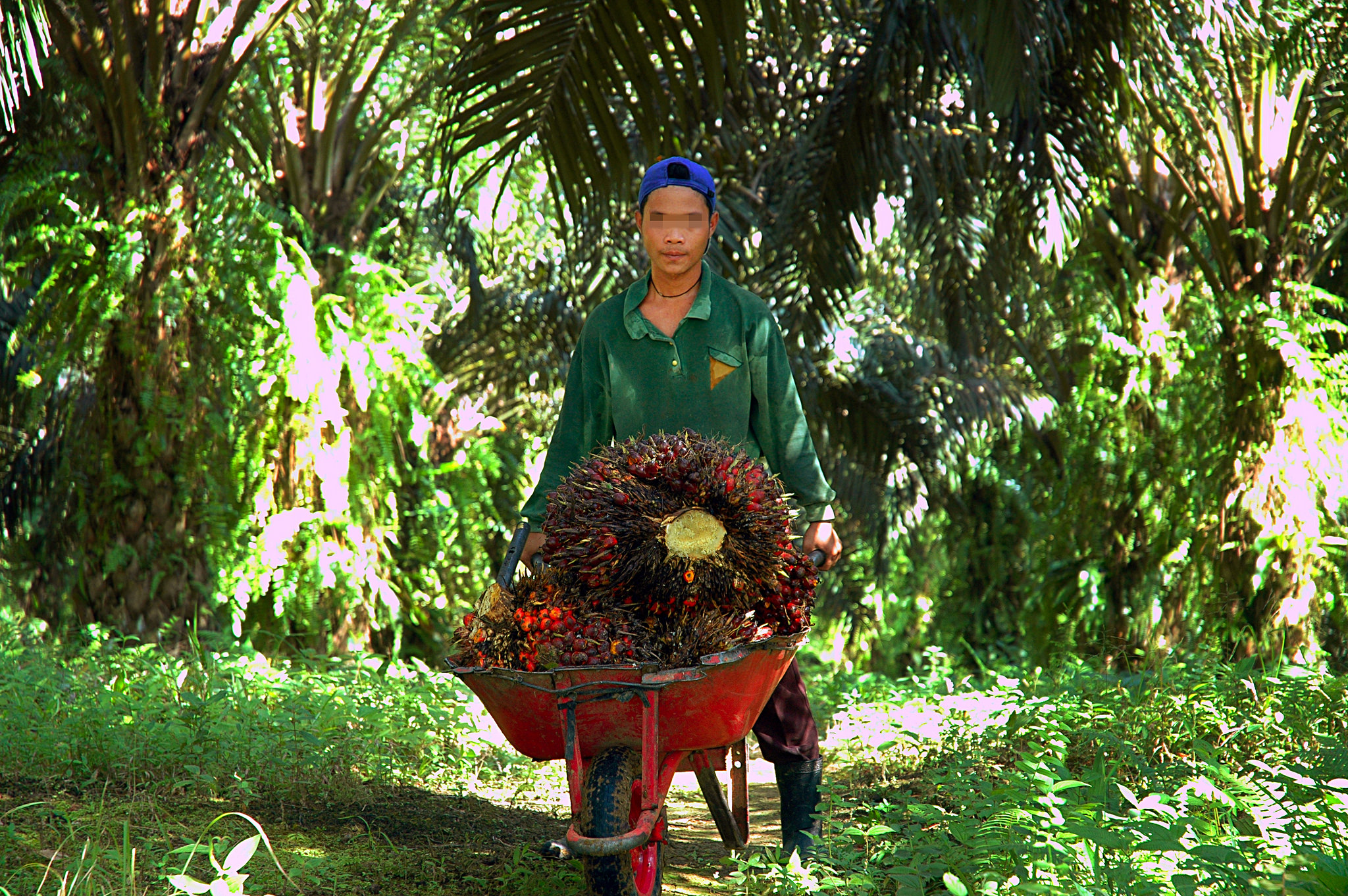 A child worker pushes a wheelbarrow of harvest along in an oil palm plantation.