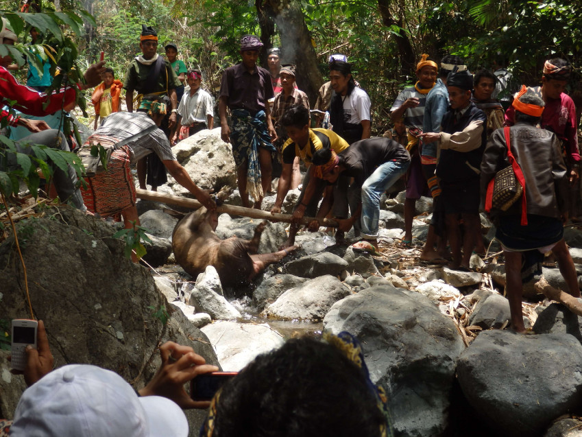 At the riverside, three men hold a wooden pole, from which a sacrificial animal hangs above the river, watched by a large group of locals.