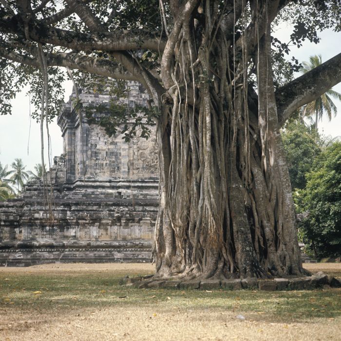 ‘Pohon Berdoa untuk Kita’ – Inside Indonesia: Masyarakat dan Budaya Indonesia
