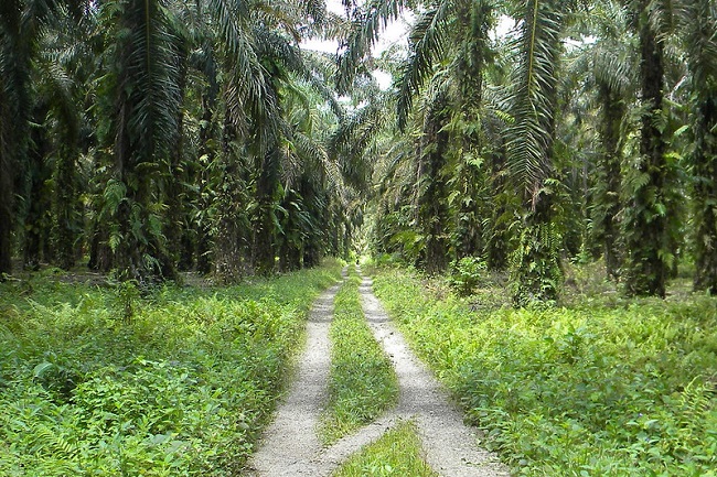 Oil palm plantation landscape, Papua / Agus Andrianto/CIFOR @Flickr CC