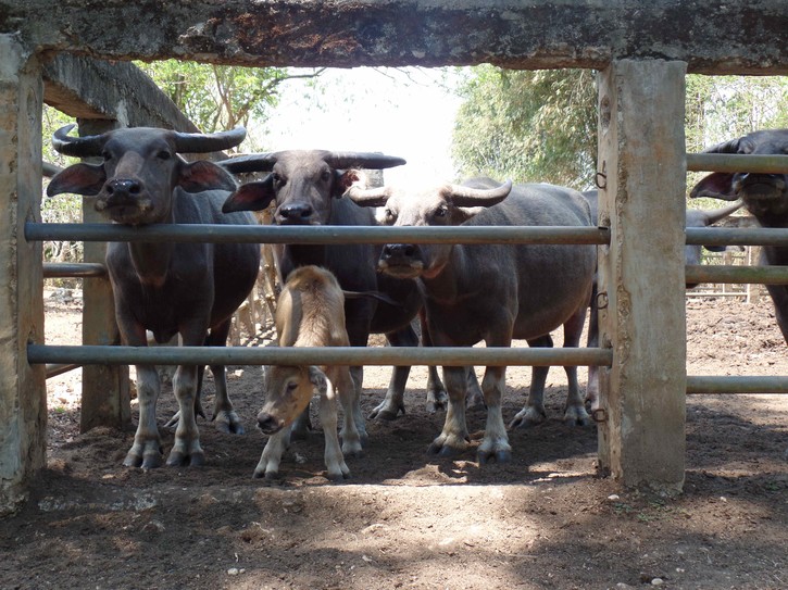 Buffalo are a traditional source of wealth and social status in Sumba - Jacqueline Vel, Sumba, November 2014.