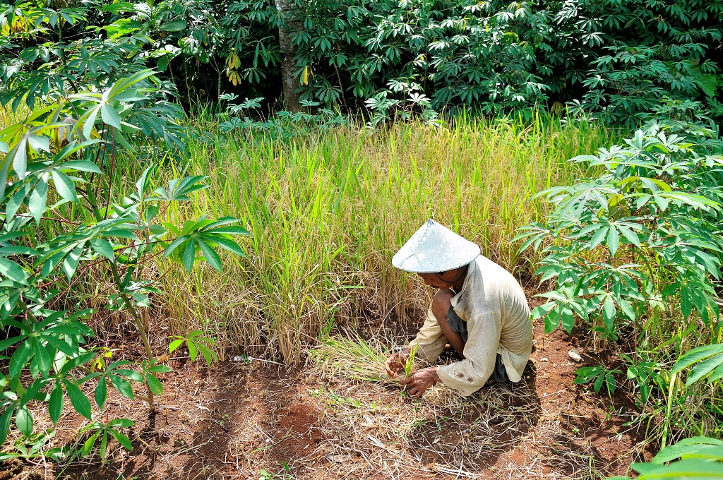 Feeding Indonesia