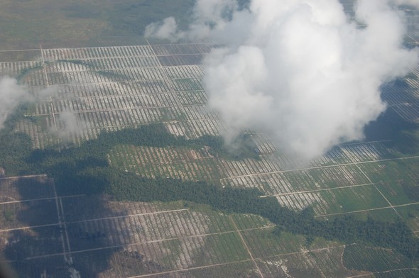 Using Indonesian forests