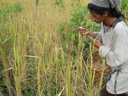 Environmental challenges facing Indonesia’s villages