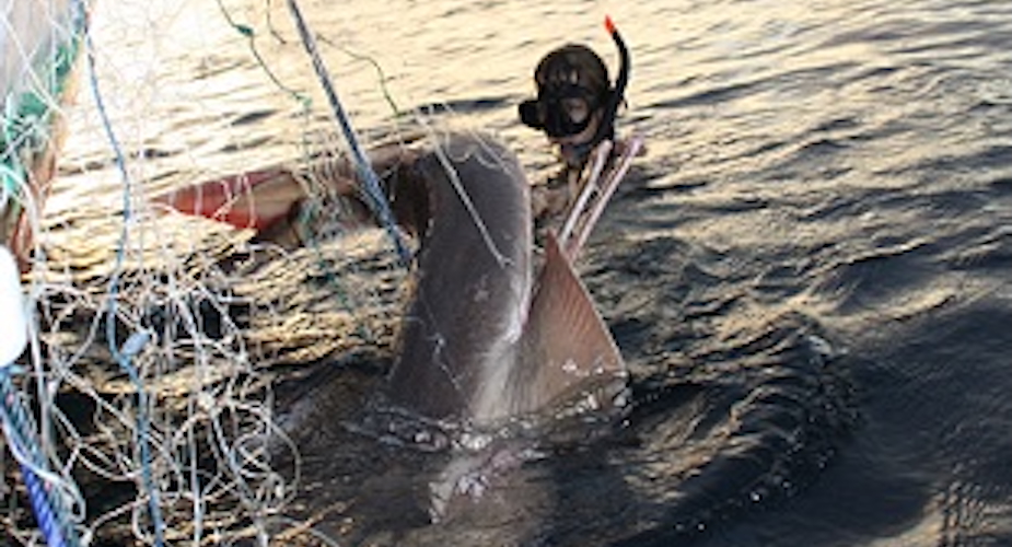 Freeing shovelnosed ray, Bobby Anderson