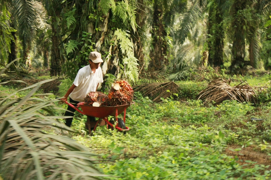 10 oil palm harvest