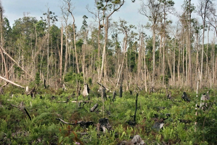 5 remains burned forest