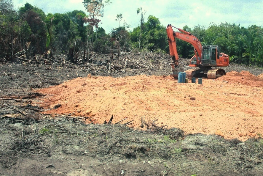 6 oil palm plantation