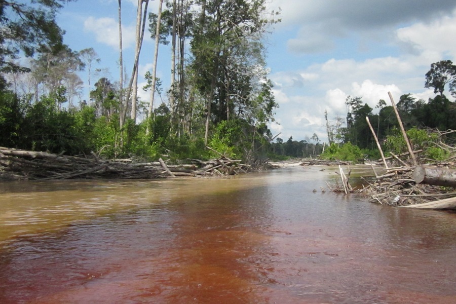 8 scars of illegal logging